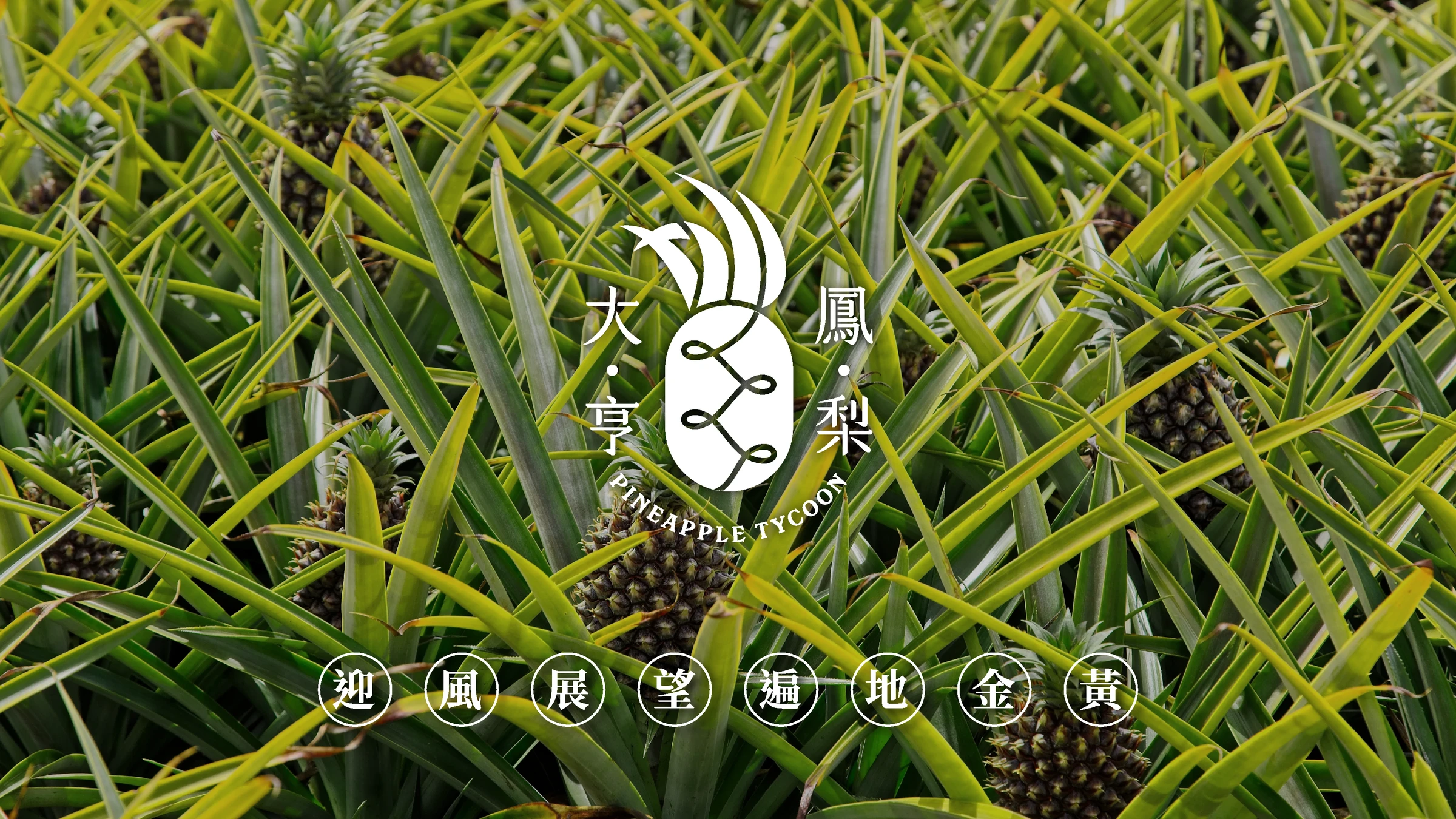 鳳梨大亨｜品牌主視覺